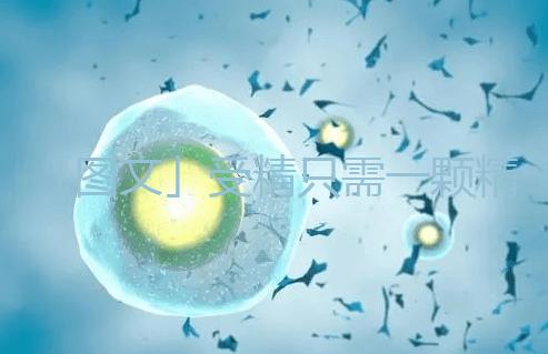 「圖文」受精只需一顆精子，那另外上億的精子都去哪里了呢？