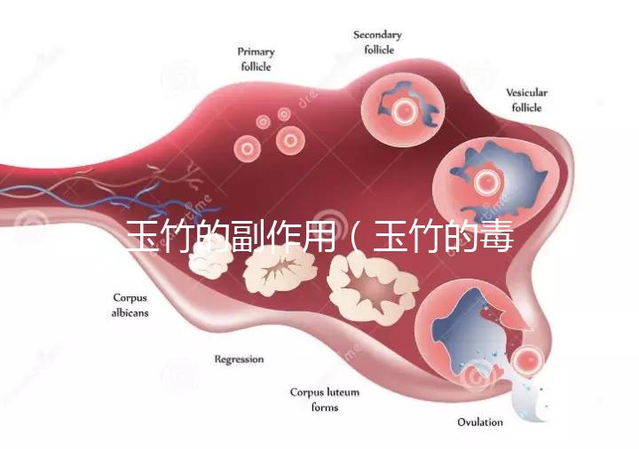 玉竹的副作用（玉竹的毒性有多強？）