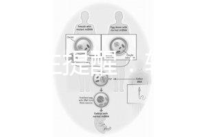 兒科醫生提醒：輪狀疫苗有不良反應，輕微表現持續時間短