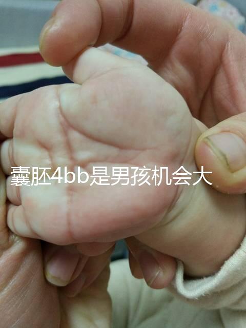 囊胚4bb是男孩機會大嗎？生男生女概率都只有50%
