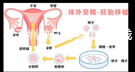 在深圳做試管嬰兒多少錢一次?各大醫(yī)院成功率及費(fèi)用看這里