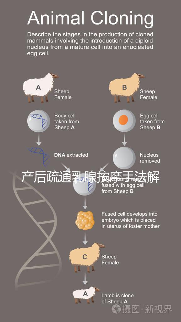 產(chǎn)后疏通乳腺按摩手法解密，不用吸奶器輕松搞定堵奶、奶結(jié)