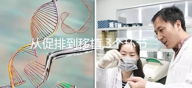 從促排到移植,3個環節解析為什么美國試管成功率比國內高