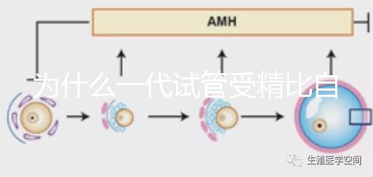 為什么一代試管受精比自然受精更解密？精子和卵子的質量只有一個