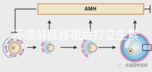 不造鮮胚移植后打立生素有無影響戳，過量小心不著床