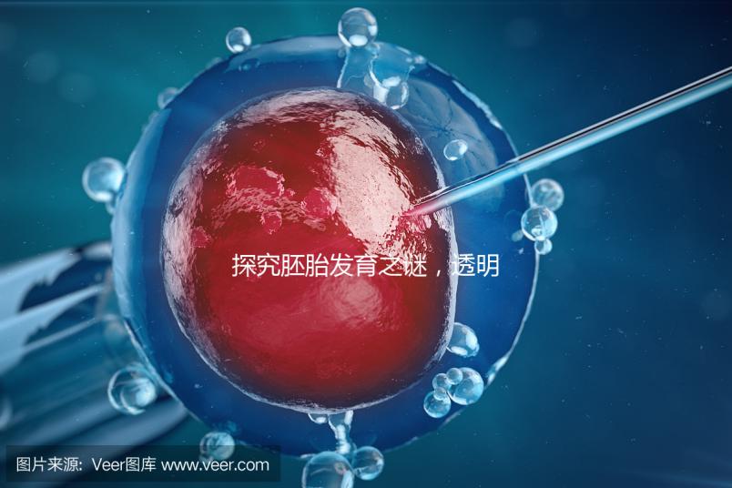 探究胚胎發育之謎，透明帶出現和消失時間有規律