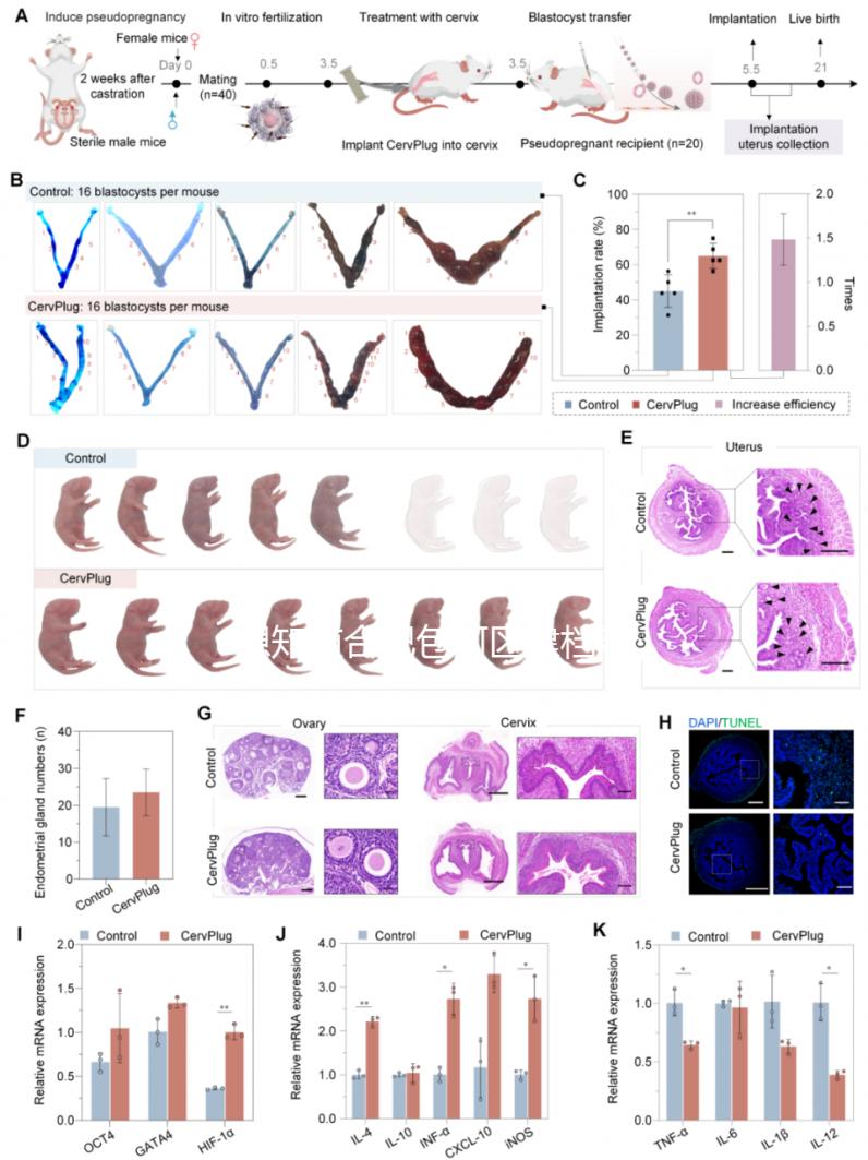 想知道合肥包河區(qū)建檔流程戳進來,一文說清要不要結婚證