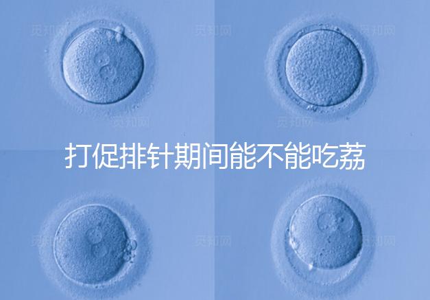 打促排針期間能不能吃荔枝看月份，想促進卵泡發育別亂食用