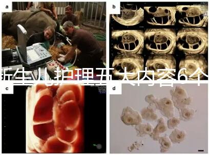 新生兒護理五大內容6個要點整理，嬰兒養育照護干貨來了