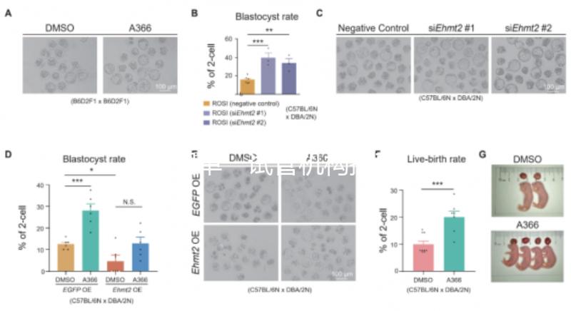 泰國單一試管機構推薦，標準、流程和費用清單，實現你的生育夢想