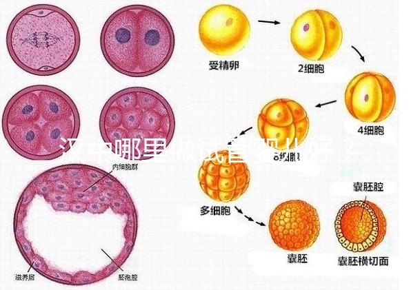 漢中哪里做試管嬰兒好？西京or唐都醫(yī)院是首選
