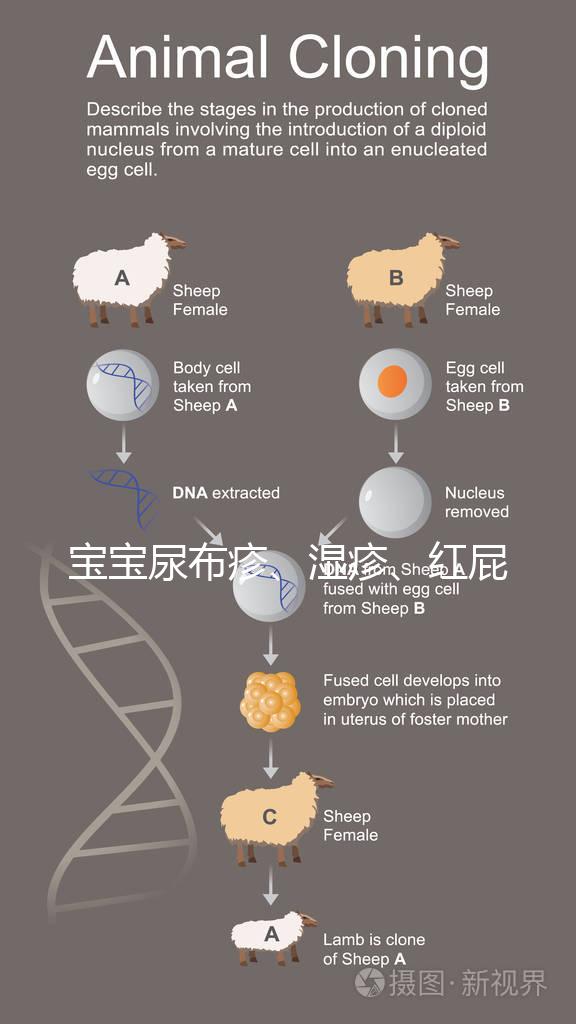 寶寶尿布疹、濕疹、紅屁股傻傻分不清？4點區(qū)別輕松診斷