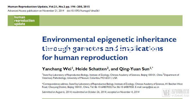 苜蓿草的功效與作用(苜蓿草的功效與作用點圖片)