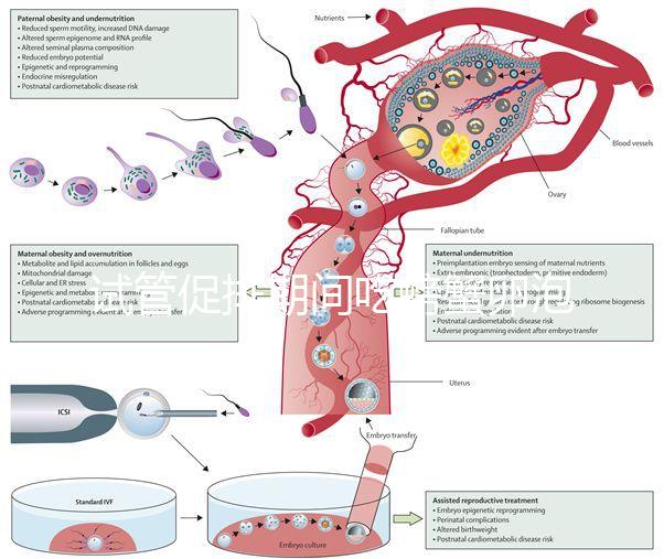 試管促排期間吃螃蟹卵泡不長了？食用后究竟會怎樣一看便知