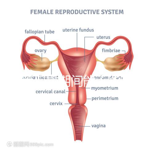 試管促排期間能不能喝黃芪湯看你怎么煲，當歸、枸杞慎放