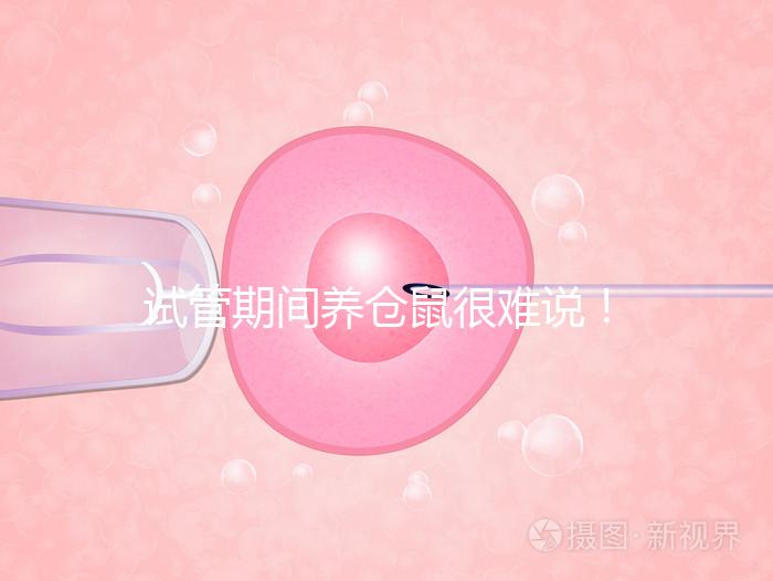 試管期間養倉鼠很難說！先了解對胎兒的影響再決定！