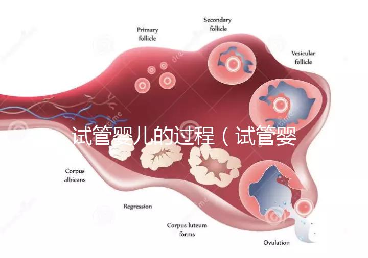 試管嬰兒的過程(試管嬰兒的過程步驟及時間)