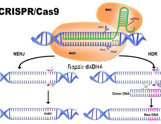 試管嬰兒懷孕(試管嬰兒懷孕時(shí)間怎么計(jì)算)