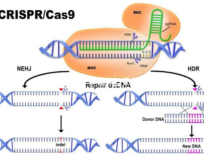 45歲生孩子各有利弊，對比優缺點就知道好不好！