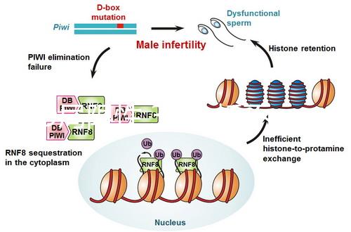 2D局限性,3D分析不完善,竇卵泡計(jì)數(shù)(AFC)監(jiān)測(cè)不能少